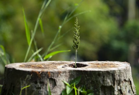 picture of small tree growing from a stump
